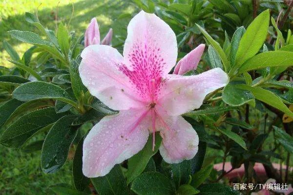 杜鹃花夏天怎么养呢？