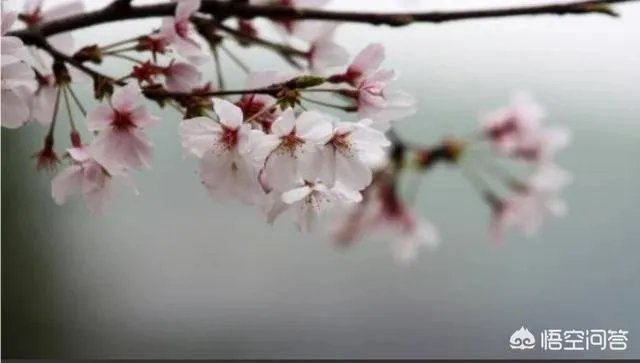 武汉大学樱花一般什么时候开?