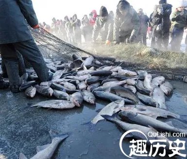 冬捕头鱼拍78万 原来头鱼有这样的寓意
