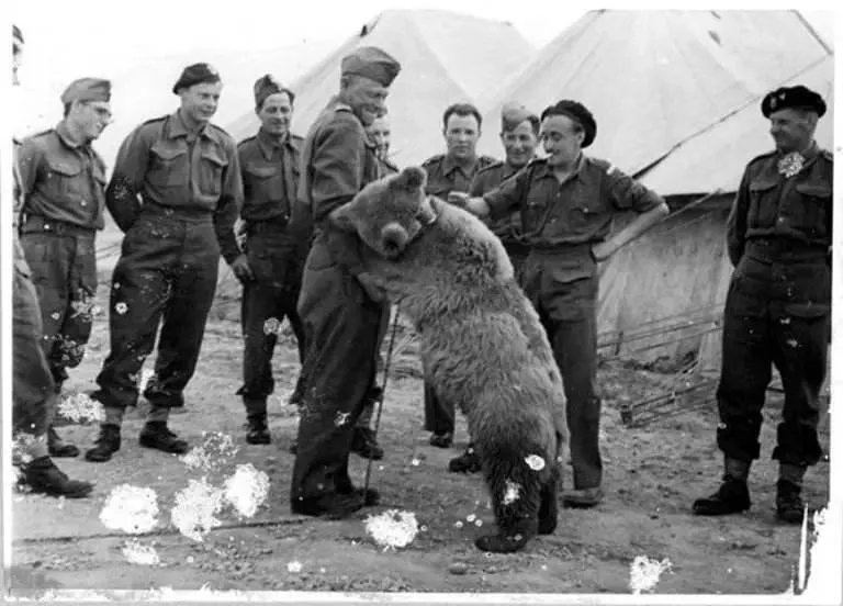 战斗熊wojtek