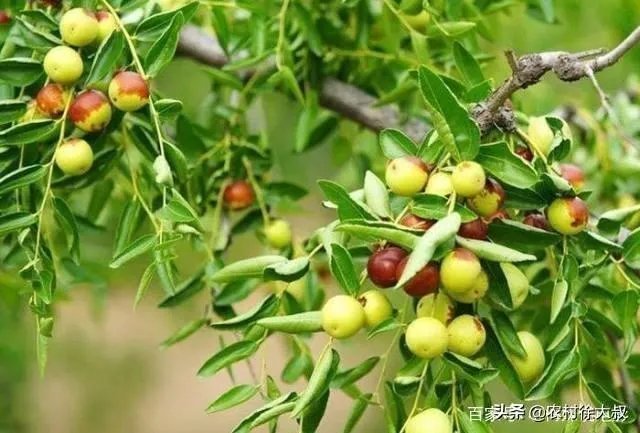 枣树管理要掌握哪些好的方法?
