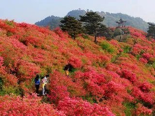 你知道中国百里杜鹃花都在哪里吗?