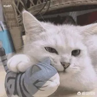 有没有搞笑的猫咪图片，分享一下？