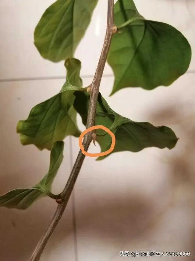瑞士三角梅为何不开花?