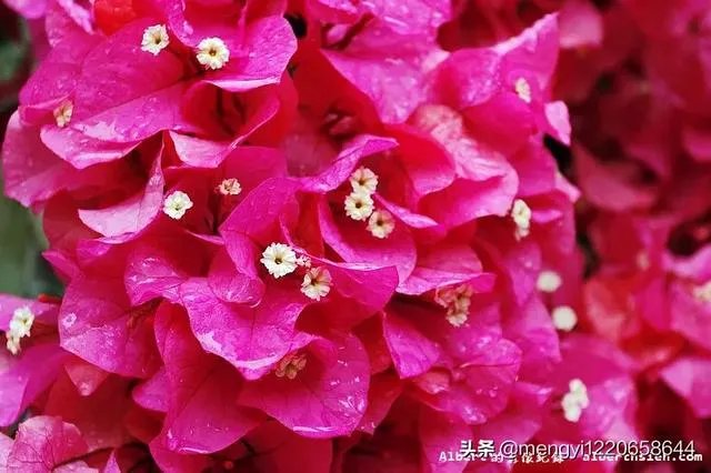 瑞士三角梅为何不开花?