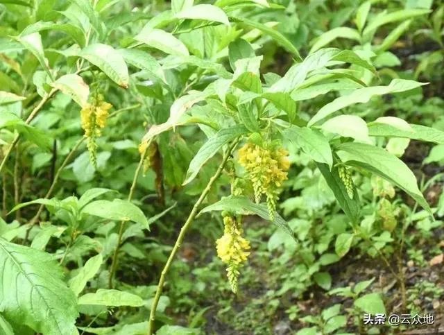 野生药材一定比种植药材好吗？