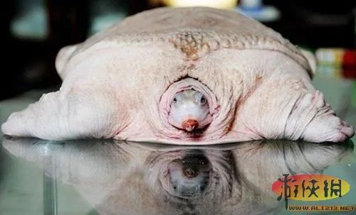 盘点全球新奇妙动物:紫色北极熊 海地长吻猬