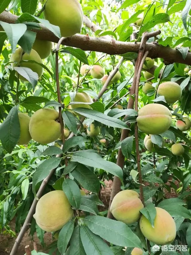 芒种是哪天?怎样算芒种?芒种是几月几日?