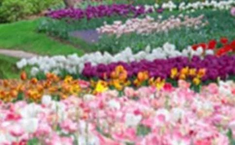 花园小区