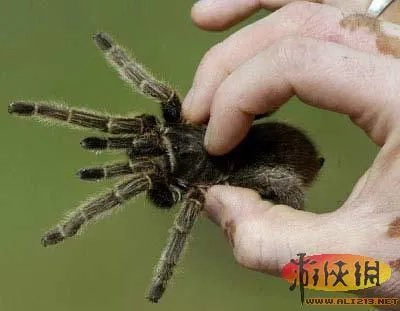 盘点全球新奇妙动物:紫色北极熊 海地长吻猬