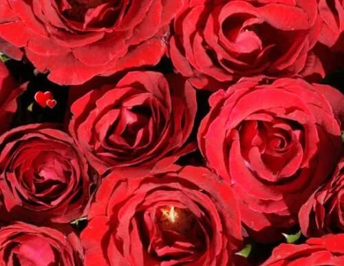 16朵玫瑰花代表什么意思 送玫瑰花代表什么