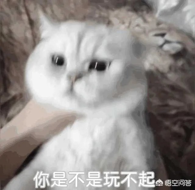 有没有搞笑的猫咪图片，分享一下？
