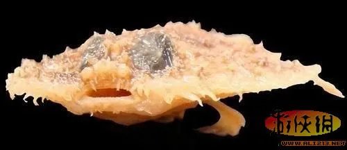 盘点全球新奇妙动物:紫色北极熊 海地长吻猬