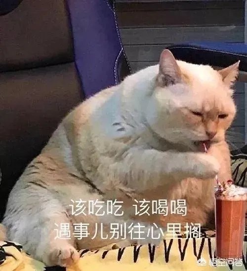 有没有搞笑的猫咪图片，分享一下？