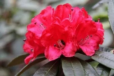 你知道中国百里杜鹃花都在哪里吗?