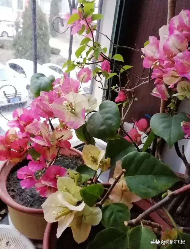 瑞士三角梅为何不开花?