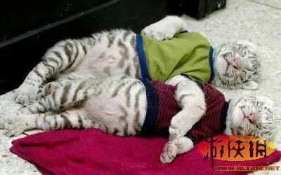 盘点全球新奇妙动物:紫色北极熊 海地长吻猬