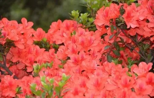 你知道中国百里杜鹃花都在哪里吗?