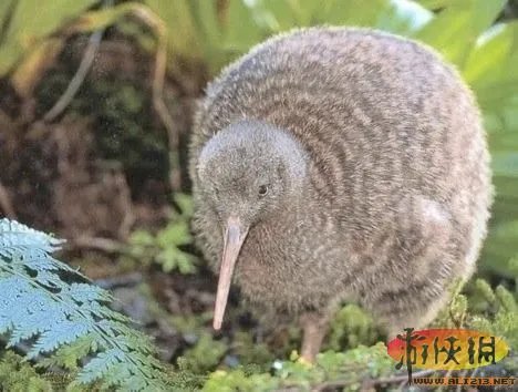 盘点全球新奇妙动物:紫色北极熊 海地长吻猬
