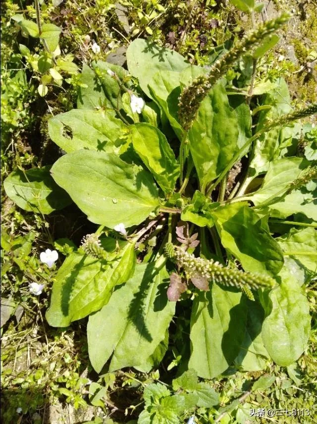 野生药材一定比种植药材好吗？