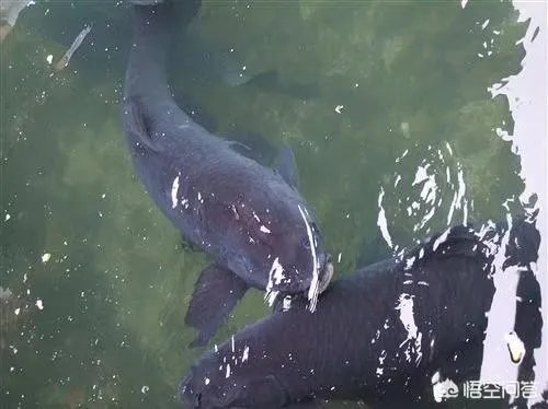 为什么很多农村集市上卖青鱼的都喜欢在鱼箱里撒一把瓜子?
