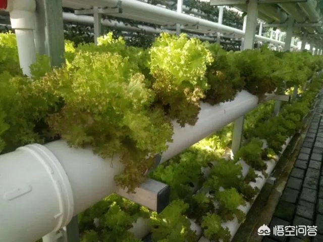 蔬菜大棚和蔬菜温室的区别是什么?