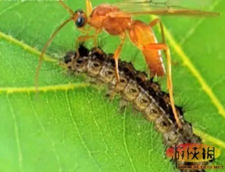 盘点全球新奇妙动物:紫色北极熊 海地长吻猬