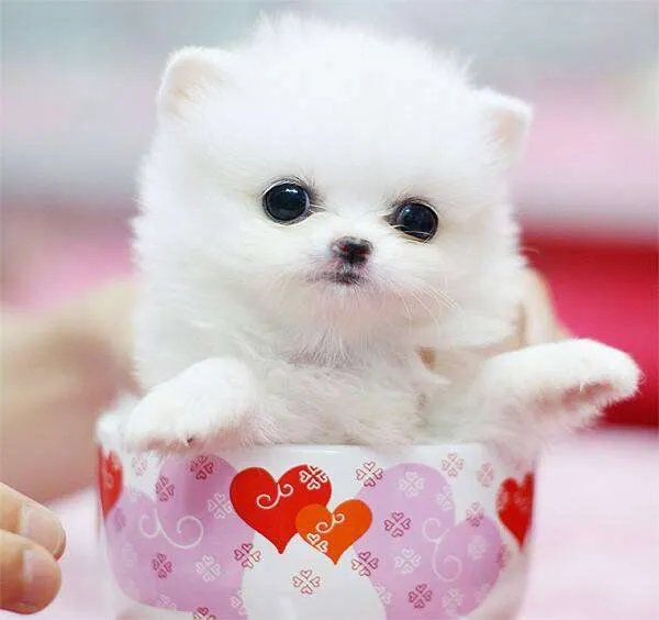 茶杯犬 图片