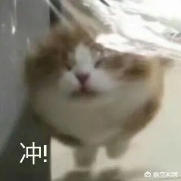 有没有搞笑的猫咪图片，分享一下？
