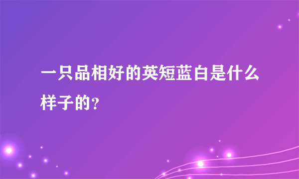 一只品相好的英短蓝白是什么样子的？