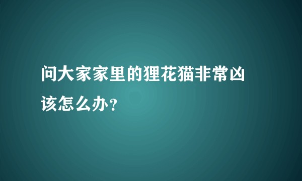 问大家家里的狸花猫非常凶 该怎么办？