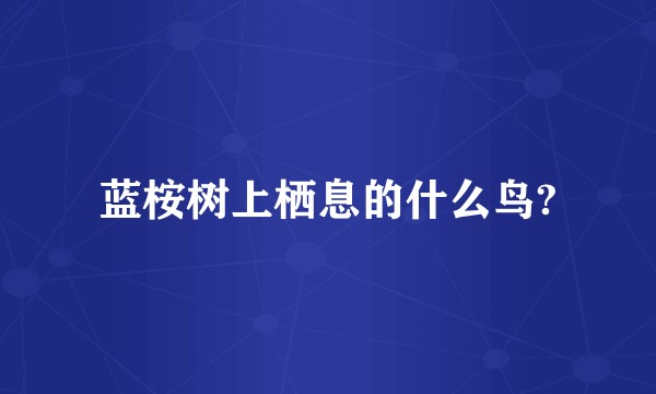 蓝桉树上栖息的什么鸟?
