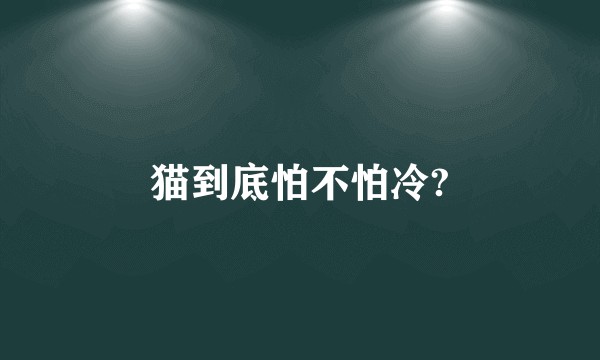 猫到底怕不怕冷?