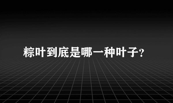 粽叶到底是哪一种叶子？
