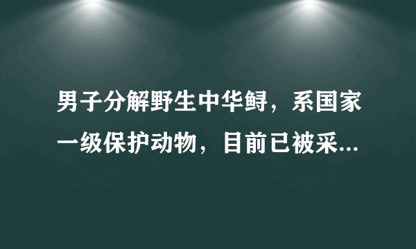 男子分解野生中华鲟，系国家一级保护动物，目前已被采取刑事强制措，涉事男子将承担什么法律责任？