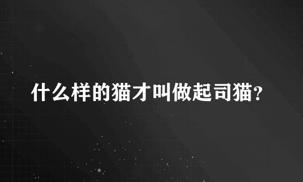 什么样的猫才叫做起司猫？