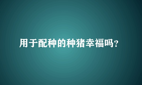 用于配种的种猪幸福吗？