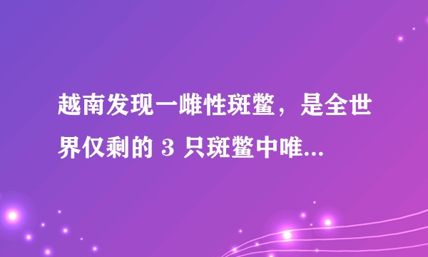 越南发现一雌性斑鳖,是全世界仅剩的 3 只斑鳖中唯一确证的雌性,它能繁育拯救这个物种吗?