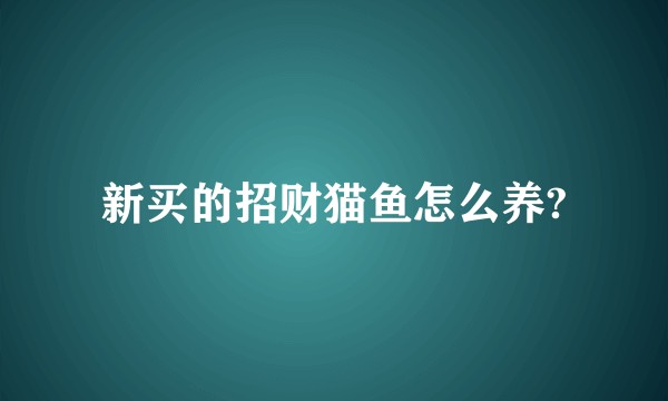 新买的招财猫鱼怎么养?