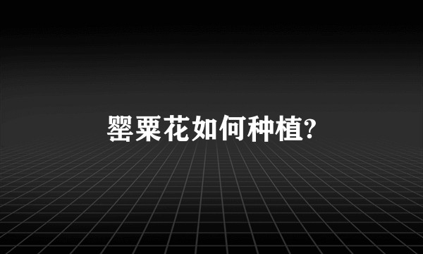 罂粟花如何种植?