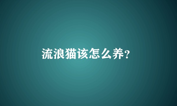 流浪猫该怎么养？