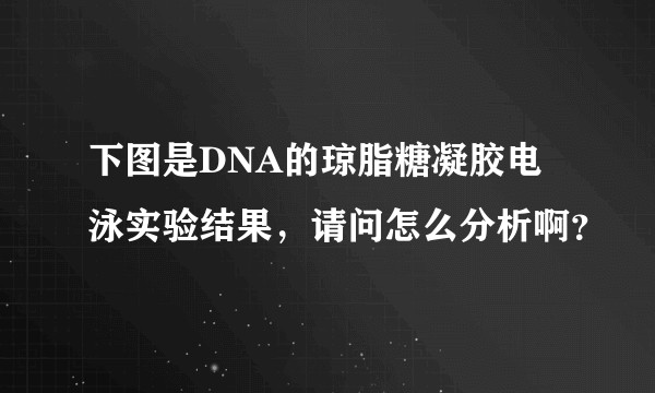 下图是DNA的琼脂糖凝胶电泳实验结果，请问怎么分析啊？