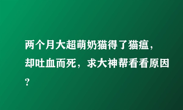 两个月大超萌奶猫得了猫瘟，却吐血而死，求大神帮看看原因？