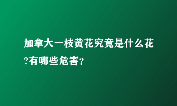 加拿大一枝黄花究竟是什么花?有哪些危害？